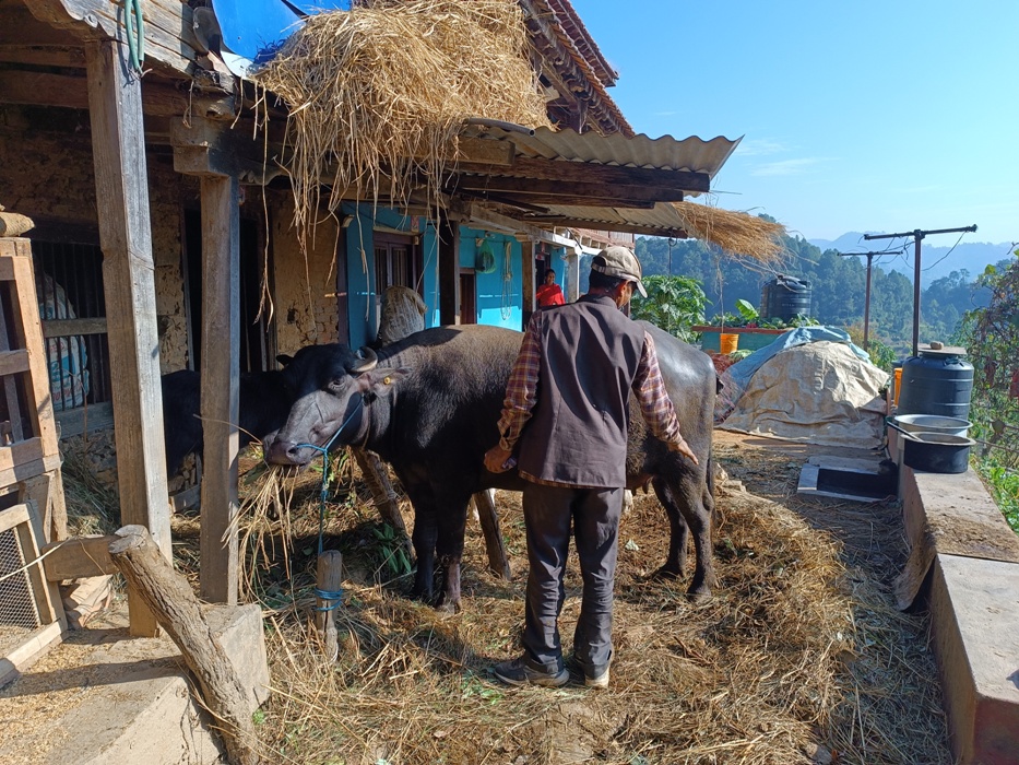 ३ वर्ष अघिको प्रतिफल पाउन थाले पनौतीका किसान, अनुदानका पाडाले दिन थाले आम्दानी 